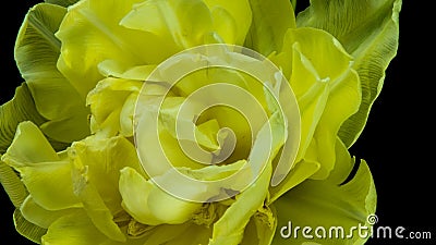 Tulipe Timelapse de tulipes colorées à rayures roses brillantes floraison de la fleur Time lapse tulip bunde fleurs printanières banque de vidéos Tulipe Timelapse de tulipes colorées à rayures roses brillantes floraison de la fleur Time lapse tulip bunde fleurs printanières banque de vidéos