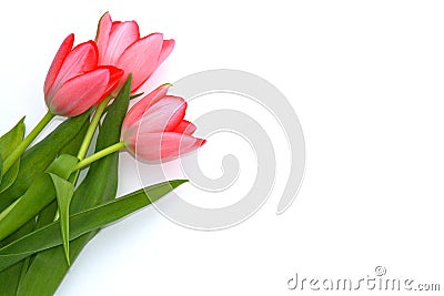 Tulips Stock Photo