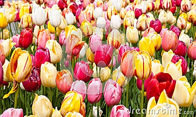 Tulips Stock Photo