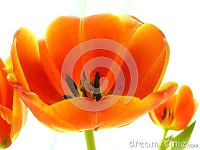 Tulips Stock Photo