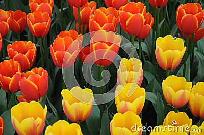 Tulips Stock Photo