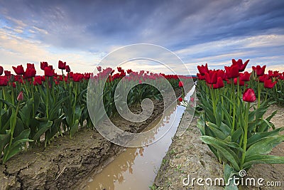 Tulips Stock Photo