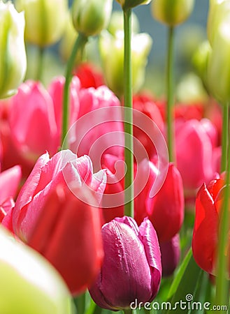 Tulips Stock Photo