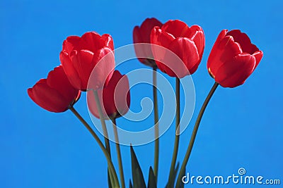 Tulips Stock Photo