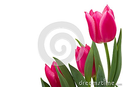 Tulips Stock Photo