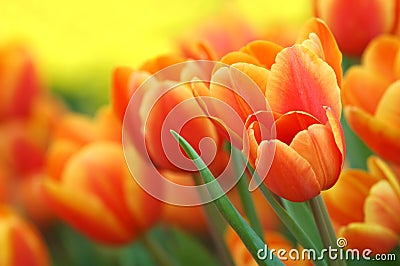 Tulips Stock Photo