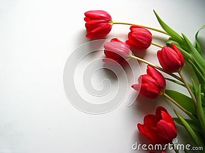 Tulips Stock Photo