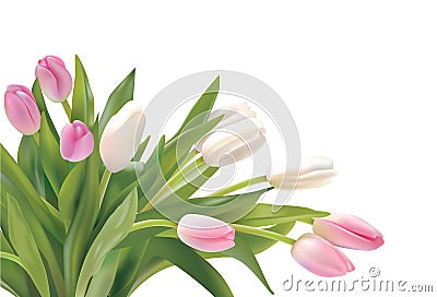 Tulips Vector Illustration