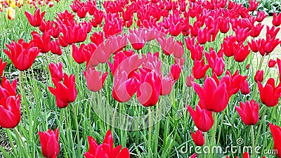 Tulips Amsterdam Holland Flowers Colorful Stock Photo