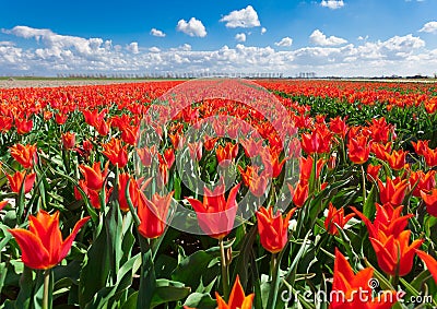 Tulips. Beautiful colorful red flowers in the morning in spring , vibrant floral background, flower fields in Netherlands. Stock Photo