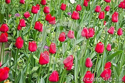 Tulips. Beautiful flowers. Stock Photo