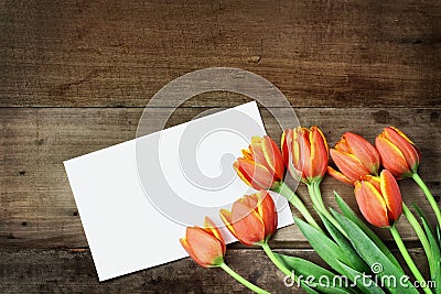 Tulips and Blank Card Stock Photo