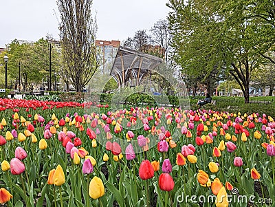 Tulips in bloom in Toronto downtown Stock Photo