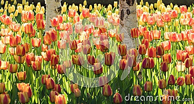 Tulips in bloom Stock Photo