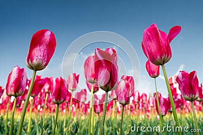 Tulips blooming in spring Stock Photo
