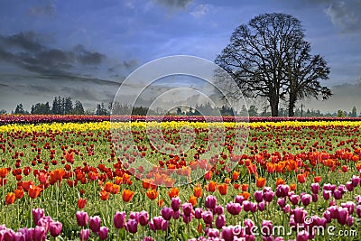 Tulips Blooming in Spring Season Stock Photo