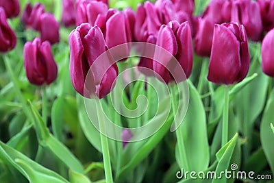 Tulips are blooming Stock Photo