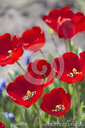 Tulips in blossom in spring Stock Photo