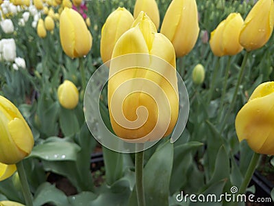 Tulips blossoms flower yellow Gorgeous In full bloom Aromatic fragrance Blooming Clusters Stock Photo