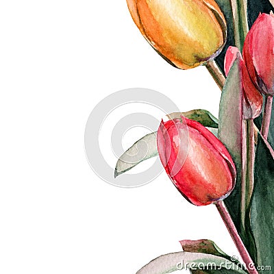 Tulips. bouquet of flowers. Spring. watercolor clip art Cartoon Illustration