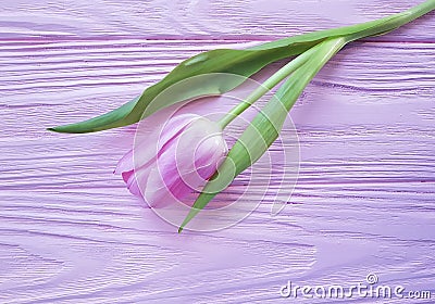 Tulips bouquet fresh holiday on a pink wooden lovely delicate background march romantic Stock Photo