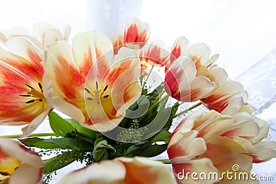 Tulips bouquet Stock Photo