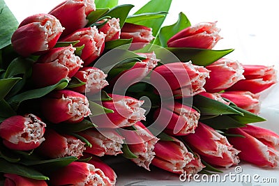 Tulips bouquet Stock Photo