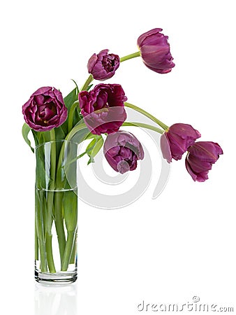 Tulips bouquet in glass vase Stock Photo