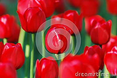 Tulips bouquet in warm sunlight Stock Photo