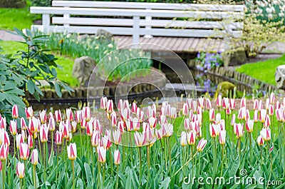 Tulips and a bridge in Keukenhof garden, Netherlands Stock Photo