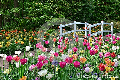 Tulips and a bridge in Keukenhof garden, Netherlands Stock Photo