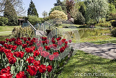 Tulips beside bridge over lake in scenic gardens Stock Photo