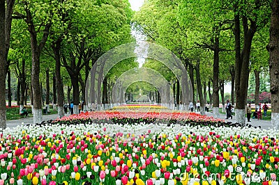 Tulips and Camphor Trees Editorial Stock Photo