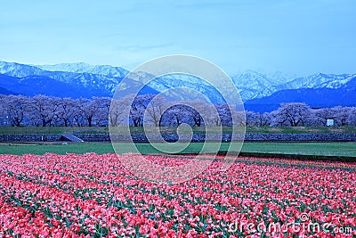 Tulips and cherry tree at daybreak Stock Photo