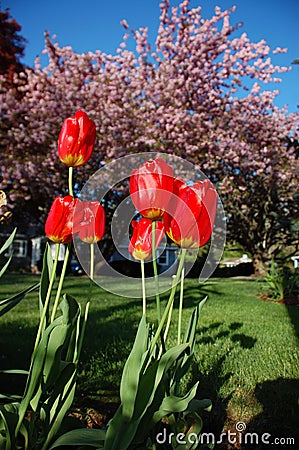 Tulips and cherry trees Stock Photo