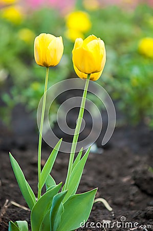 tulips close, tulips cute, tulips, beautiful tulips, colorful tu Stock Photo