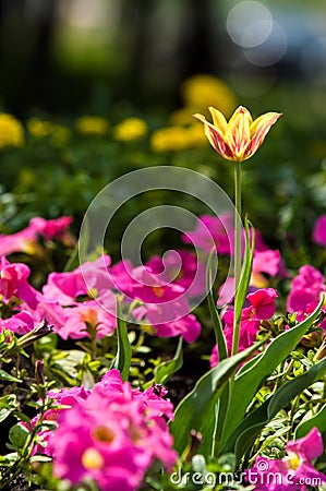 tulips close, tulips cute, tulips, beautiful tulips, colorful tu Stock Photo