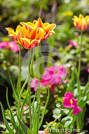 tulips close, tulips cute, tulips, beautiful tulips, colorful tu Stock Photo
