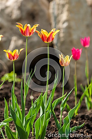 tulips close, tulips cute, tulips, beautiful tulips, colorful tu Stock Photo