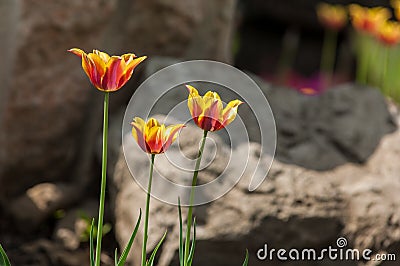 tulips close, tulips cute, tulips, beautiful tulips, colorful tu Stock Photo