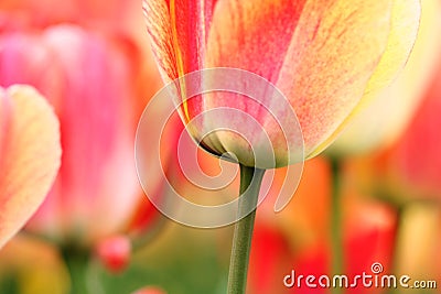 Tulips close-up Stock Photo
