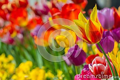 Tulips Stock Photo