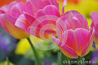 Tulips, colorful flower background. Stock Photo