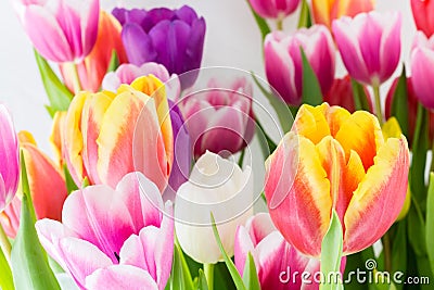 Tulips colorful spring flowers pink red yellow and green Stock Photo