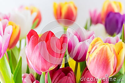Tulips colorful spring flowers pink red yellow and green Stock Photo