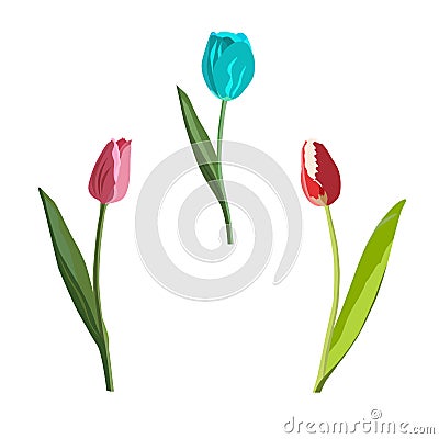 Colorful tulips different kinds and colors Cartoon Illustration