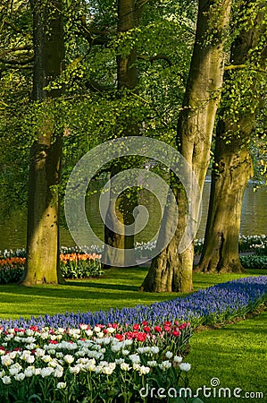 Tulips common grape hyacinth Stock Photo