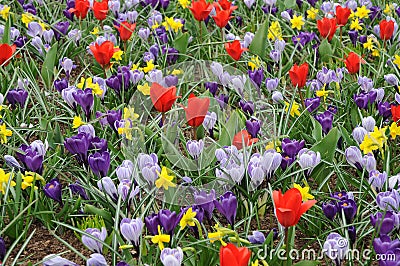 Meadow full of spring flowers Stock Photo