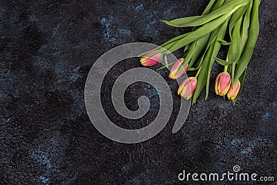 Tulips on darken concrete background Stock Photo