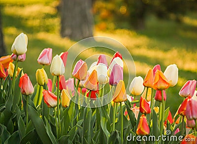 A Garden of Tulips at Dawn. Stock Photo